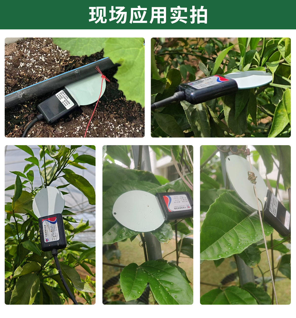 叶面温湿度_05.jpg